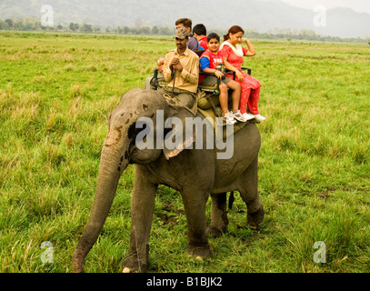 tourists on an elephant safari in Kaziranga National Park in India Stock Photo