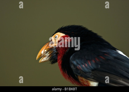 Exotic bird Bearded Barbet Lybius dubius in a ZOO Toledo Ohio USA profile portrait of head perched birds fun  blurred blurry blur background hi-res Stock Photo