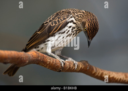 Exotic bird Amethyst Starling Cinnyricinclus leucogaster verreavi female sitting on a branch fun birds nobody hi-res blurry blurred blur background Stock Photo