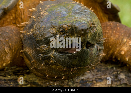 Alligator Snapping Turtle (Macroclemys temmincki) - Louisiana - USA ...