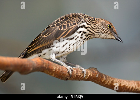 Exotic bird Amethyst Starling Cinnyricinclus leucogaster verreavi female sitting on a tree branch close up closeup fun birds nobody hi-res Stock Photo