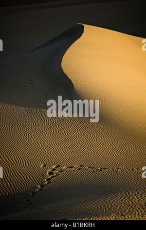Footprints across wind blown ripple marks on sand dunes Maspalomas Gran Canaria Spain Stock Photo