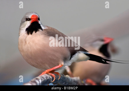 Bird Long tailed Finch Poephila acuticauda two birds nobody closeup blurred blurry blur background sitting on the tree branch in a ZOO USA  hi-res Stock Photo