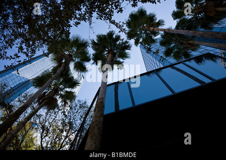 Palm trees rise up beside skyscrapers in downtown Tampa, Florida, USA Stock Photo