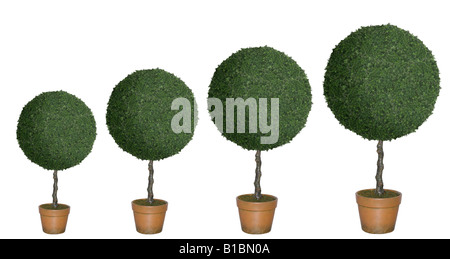 Row of topiary trees of various sizes cut out on white background Stock Photo