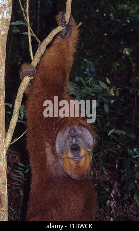 Male Sumatran orangutan hanging from tree. Stock Photo