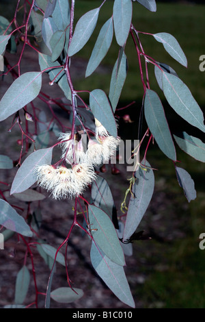 Caley's Ironbark/Drooping Ironbark Flowers-Eucalyptus caleyi-Family Myrtaceae Stock Photo