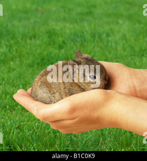 Dwarf Rabbit. Baby In Hands Stock Photo - Alamy