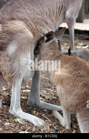 A BABY KANGAROO WITH ITS HEAD IN ITS MOTHERS POUCH Stock Photo