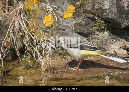 Newly fledged Grey Wagtail (Motacilla cinerea) perched on rock  at the edge of a pond in Spring Stock Photo