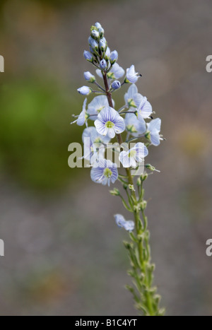 Gentian Speedwell, Veronica gentianoides Variegata, Plantaginaceae (Scrophulariaceae). Stock Photo