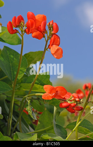 Runner Bean, Scarlet Runner (Phaseolus coccineus), flowering Stock Photo