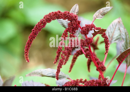 Love Lies Bleeding (Amaranthus cruentus x powellii), variety: Hopi Red Dye flowering Stock Photo