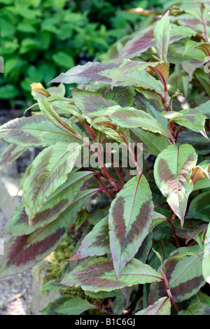 PERSICARIA VIRGINIANA COMPTONS FORM Stock Photo