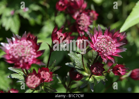Close up of an Astrantia Major flower back lit. Stock Photo