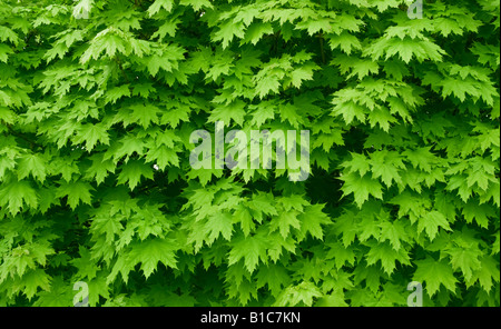 Green maple leaves background Stock Photo