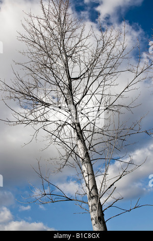 A beautiful tree against the blue sky Stock Photo - Alamy
