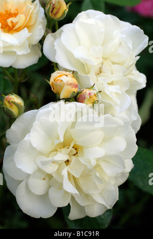 ROSA DANAË HYBRID MUSK ROSE Stock Photo