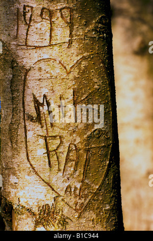 A Heart with Initials carved into the Bark of a Tree Trunk Stock Photo