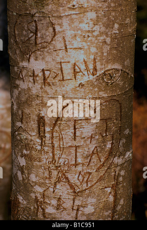 A Heart with Initials carved into the Bark of a Tree Trunk Stock Photo