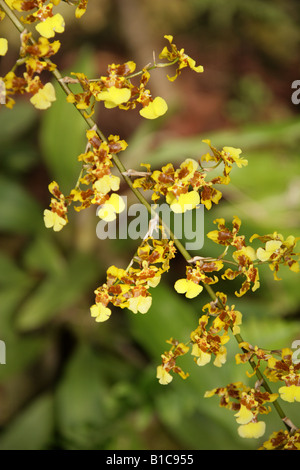 Golden Shower Orchid Oncidium hybrid Orchidaceae Stock Photo