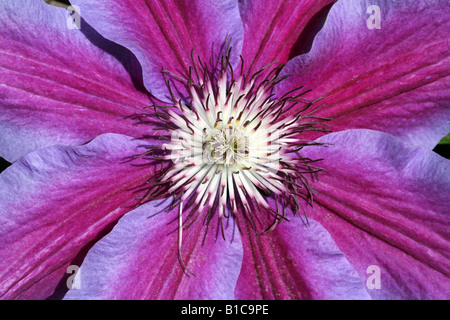 Clematis Variety Fireworks Large Blue and Purple Flowering climber ...