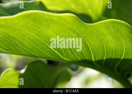 Detail of leaf back lit backlit. Stock Photo