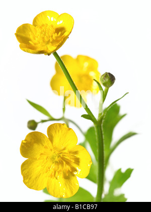 buttercup Stock Photo
