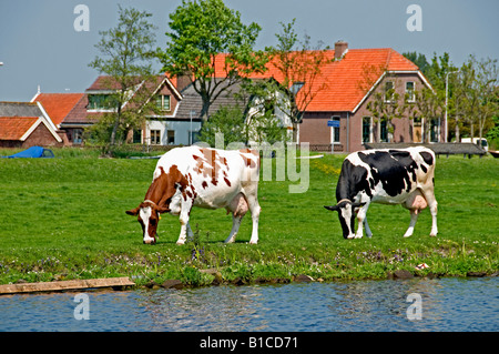 North South Holland Cow Netherlands dutch Stock Photo