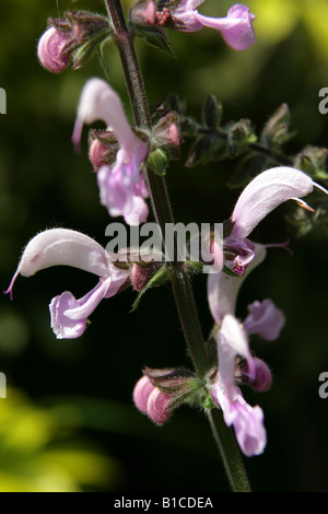 Close up of a pink salvia meadow clary in a Scottish garden. Stock Photo