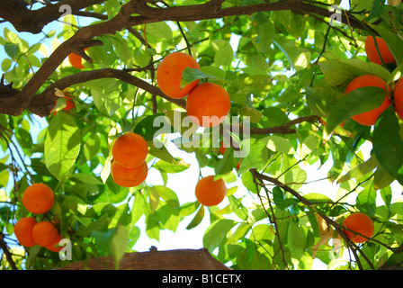 Orange tree in town centre, Taormina, Messina Province, Sicily, Italy Stock Photo