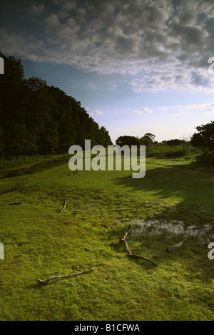 Grassland long shadows 'light cloud New Forest Stock Photo