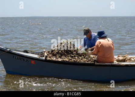sorting oysters on a working tongers boat in Apalachicola Bay along North Florida panhandle Stock Photo