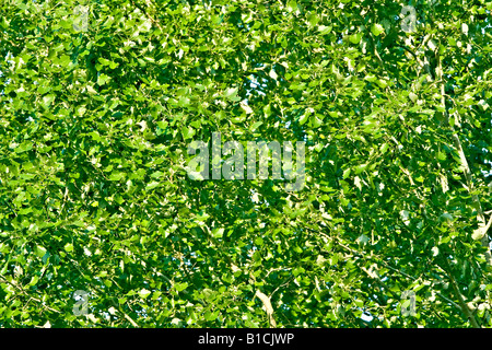 spring tree leafs Stock Photo