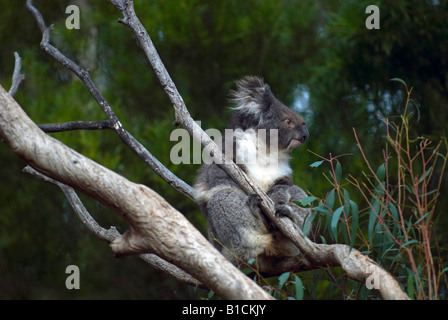 A Koala Bear walking through eucalyptus trees in Melbourne, Australia Stock Photo