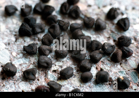 common corncockle (Agrostemma githago), seeds Stock Photo