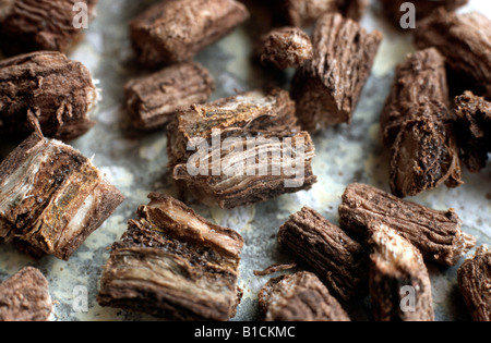 common cichory (Cichorium intybus var. sativum), dried and hackled root pieces Stock Photo