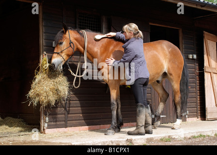 Woman grooming her horse while the animal feeds on hay outside the stable Stock Photo