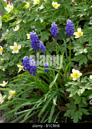 Armenian grape hyacinth (Muscari armeniacum) and windflower (Anemone x lipsiensis) Stock Photo