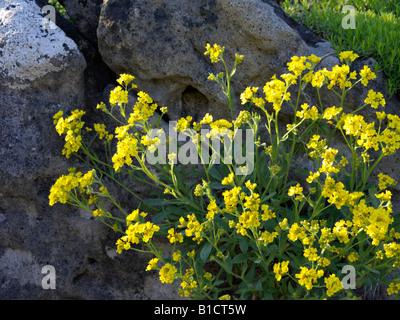 Golden alyssum (Aurinia saxatilis syn. Alyssum saxatile) Stock Photo