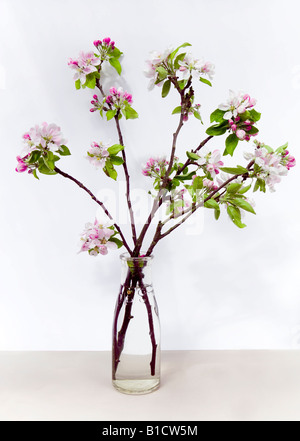 Common Name: Apple blossom Latin Name: Malus Stock Photo