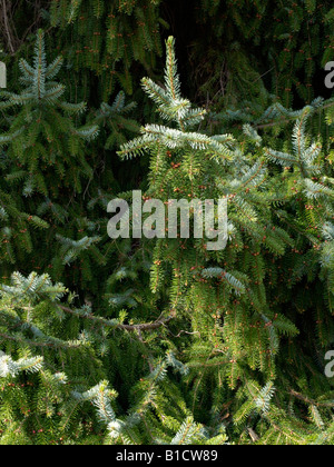 Serbian spruce (Picea omorika) Stock Photo