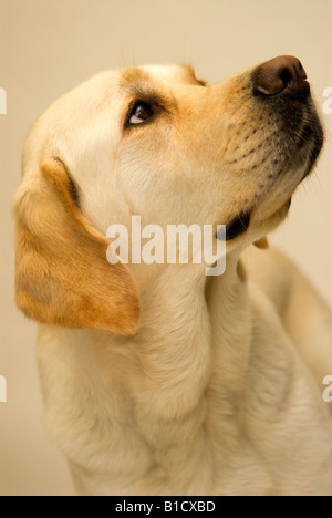 Portrait of a guide dog, UK. Stock Photo