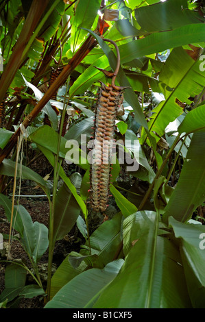 Heliconia Mariae Beefsteak originally from Central and South America growing in Andromeda Botanic Gardens Barbados Stock Photo