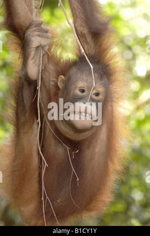 Bornean orangutan Pongo pygmaeus Sabah Malaysia Stock Photo