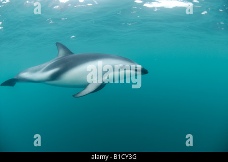 Dusky dolphin Lagenorhynchus obscurus Kaikoura New Zealand South Pacific Ocean Stock Photo