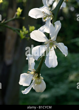 Bitter orange (Poncirus trifoliata) Stock Photo