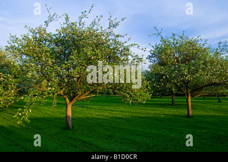 Apple trees in orchard in Herefordshire England UK photographed in May with blossom Stock Photo