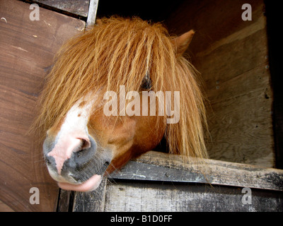 Shetland Pony Stock Photo