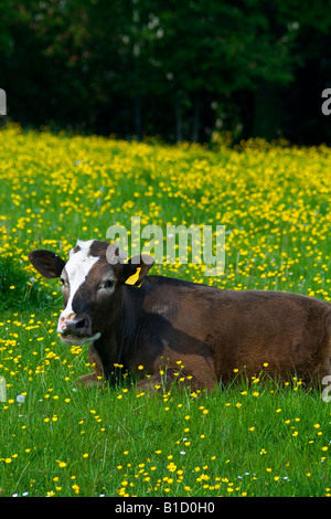 Cow lying down in a field of buttercups in the Cotswolds Oxfordshire England UK Stock Photo